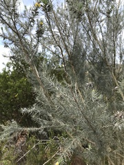 Aspalathus florifera