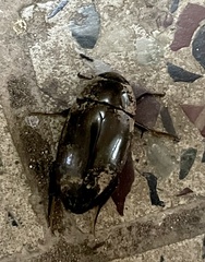Hydrophilus