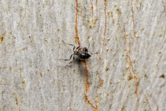 Crematogaster