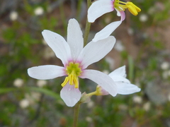 Ixia scillaris