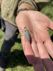 Ephippiger ephippiger