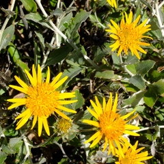 Berkheya fruticosa