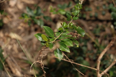 Maclura cochinchinensis