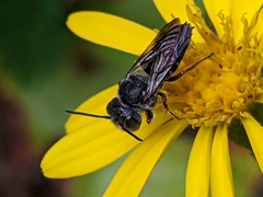 Coelioxys sayi