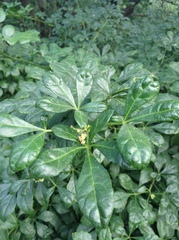 Eleutherococcus nodiflorus