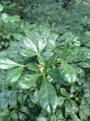 Eleutherococcus nodiflorus