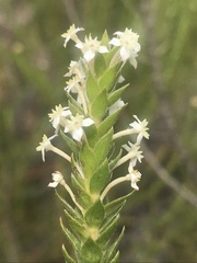 Struthiola hirsuta