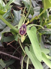 Aristolochia debilis
