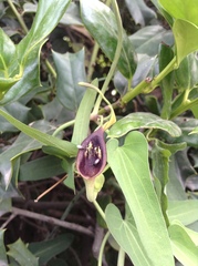 Aristolochia debilis