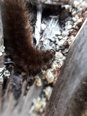 Phragmatobia fuliginosa