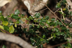 Maclura cochinchinensis