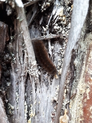 Phragmatobia fuliginosa
