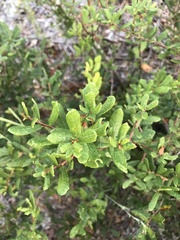 Quercus geminata