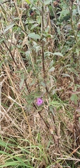 Carduus crispus