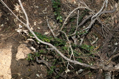 Maclura cochinchinensis