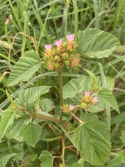 Melochia corchorifolia