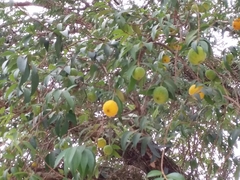 Eugenia pyriformis