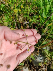 Alisma plantago-aquatica