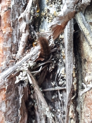Phragmatobia fuliginosa