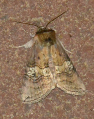 Tethea ocularis