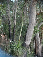 Xanthorrhoea platyphylla