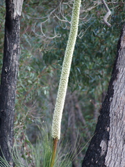 Xanthorrhoea platyphylla