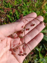 Alisma plantago-aquatica