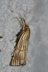 Chrysocrambus linetella
