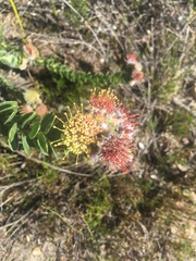 Leucospermum truncatulum