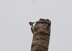 Dinopium benghalense