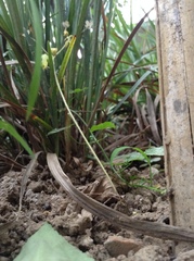 Hydrocotyle sibthorpioides