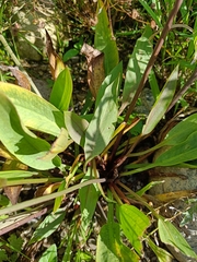 Alisma plantago-aquatica