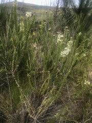 Struthiola hirsuta