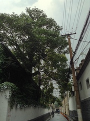 Ailanthus altissima