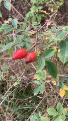 Rosa canina