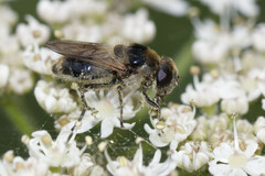 Cheilosia illustrata