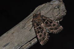 Sideridis reticulata