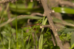 Argiocnemis rubescens