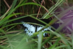Papilio polymnestor