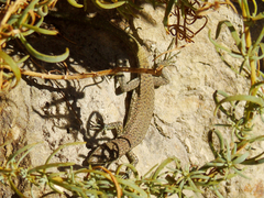 Darevskia portschinskii