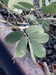 Senna covesii