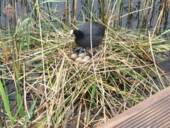 Fulica cristata