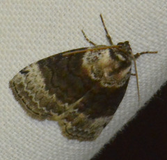 Tetheella fluctuosa