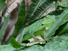 Bronchocela cristatella