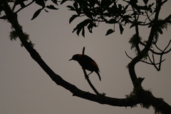 Sericulus chrysocephalus