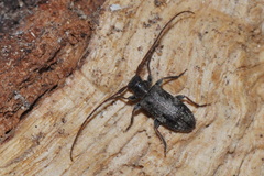 Exocentrus adspersus