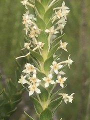 Struthiola hirsuta