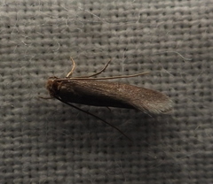 Tineinae