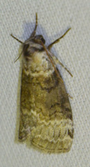 Tetheella fluctuosa