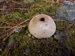 Lycoperdon perlatum
